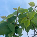 Mini marhuľa nízkokmenná (Prunus armeniaca) ´APRIGOLD´® - stredne skorá, výška 60-80 cm, kont. C5L
